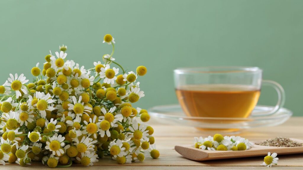 chamomile