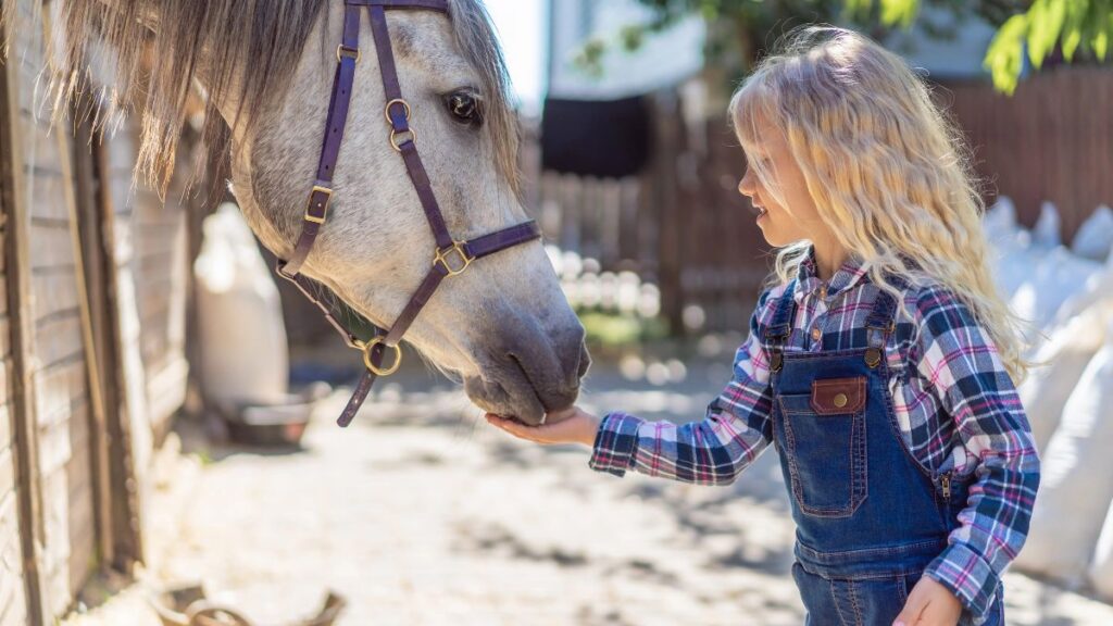 child feeding horse