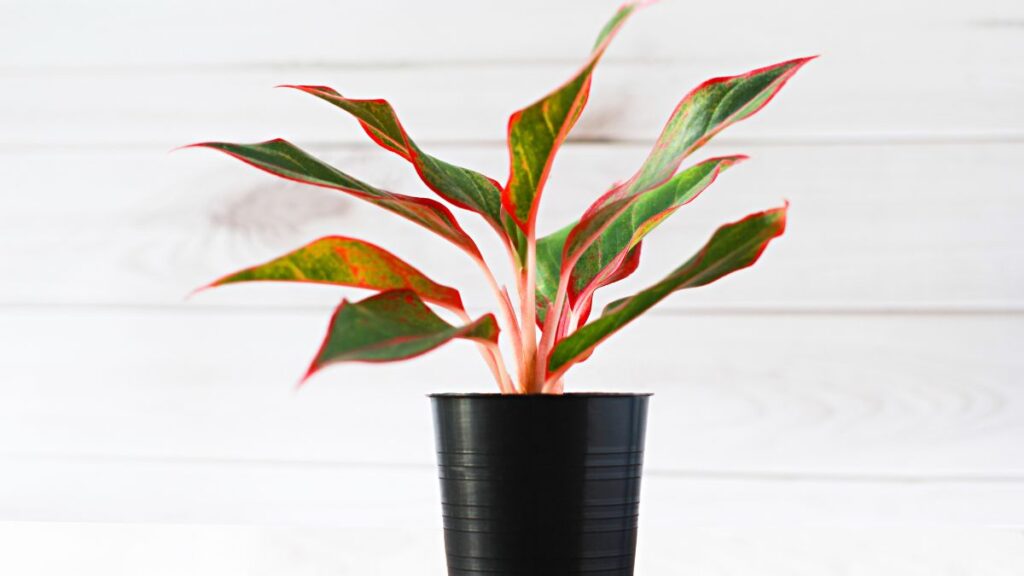 chinese evergreen