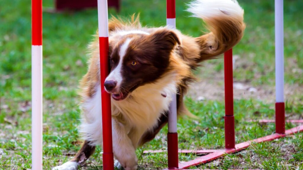 dog agility training