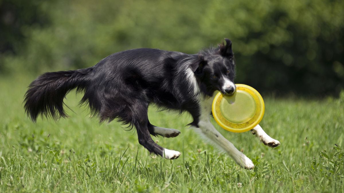 dog catching frisbee outside