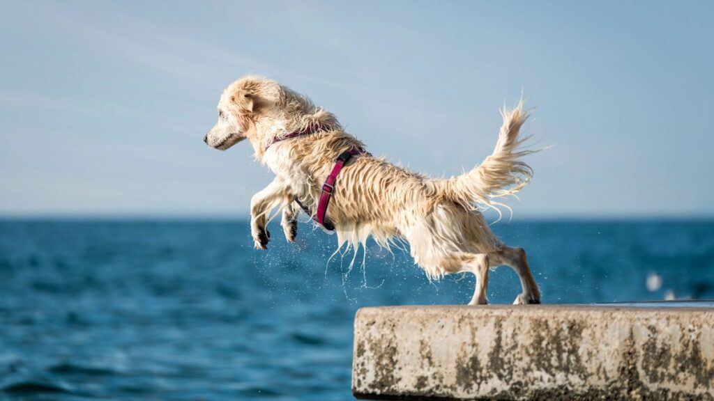 dog dock diving