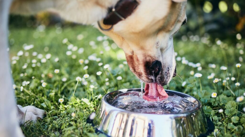 dog drinking water