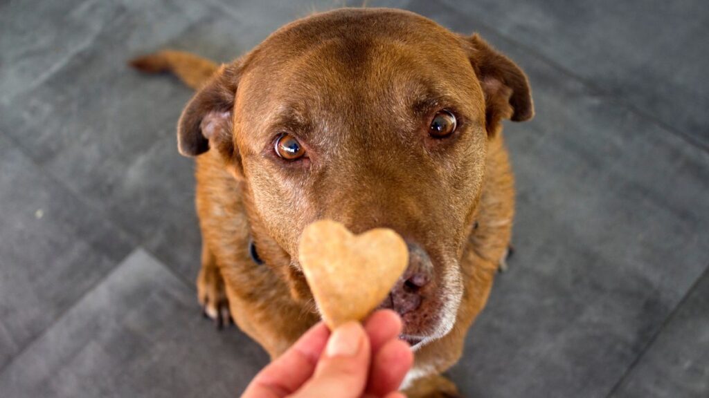 dog getting treat