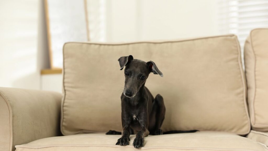 dog on couch