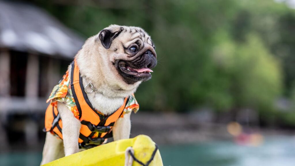 dog on kayak