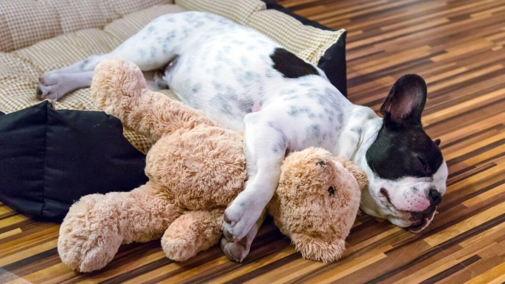 dog sleeping with toy