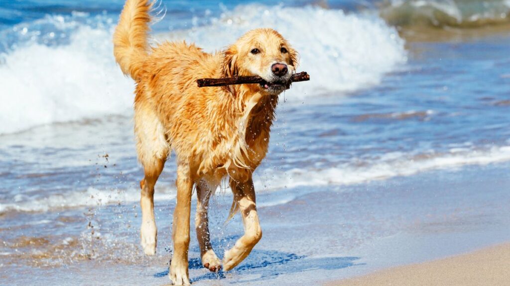 dog with stick at beach