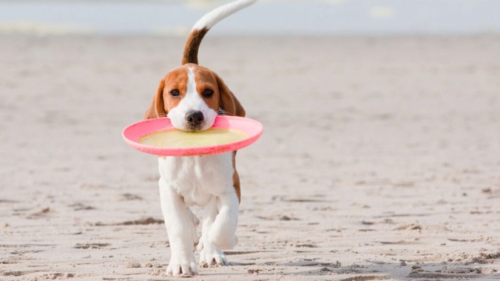 frisbee with dog