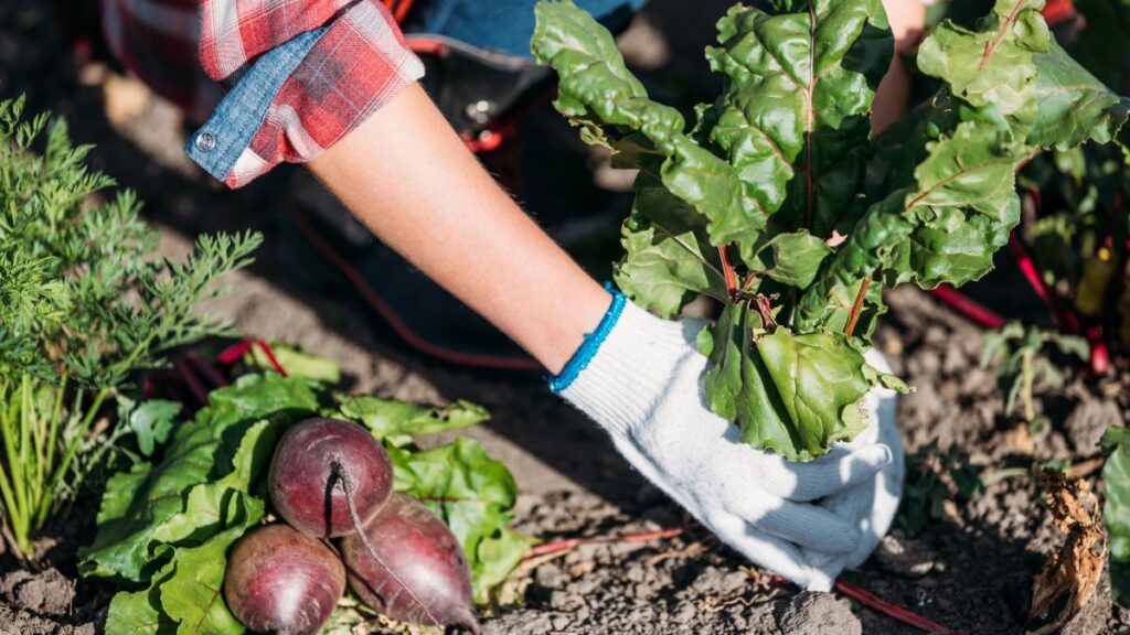 gardening beets 