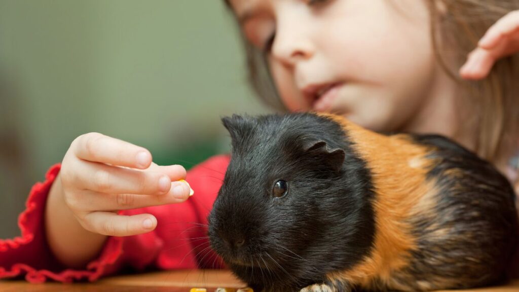 girl feeding guinea pig