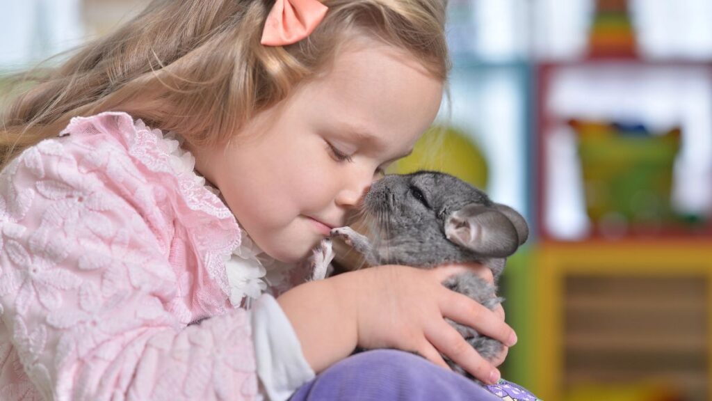 girl kissing chinchilla