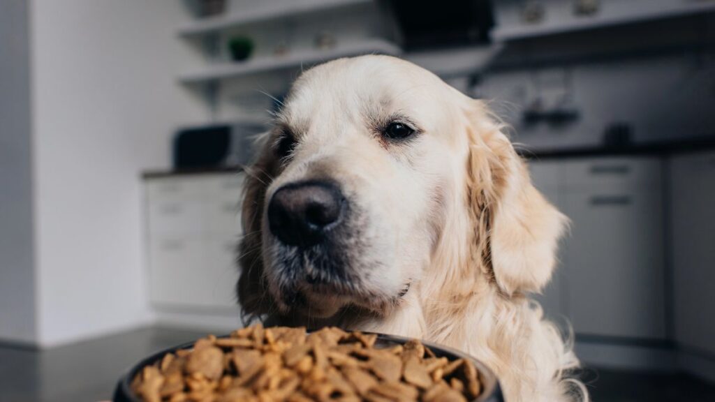 golden retriever