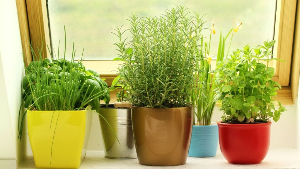 herbs in pots