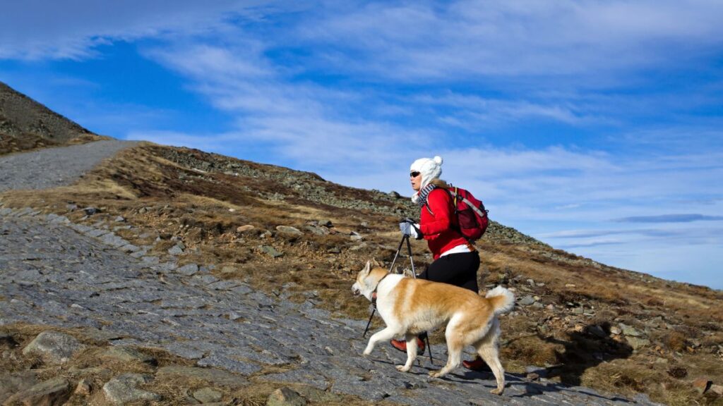 hike with dog