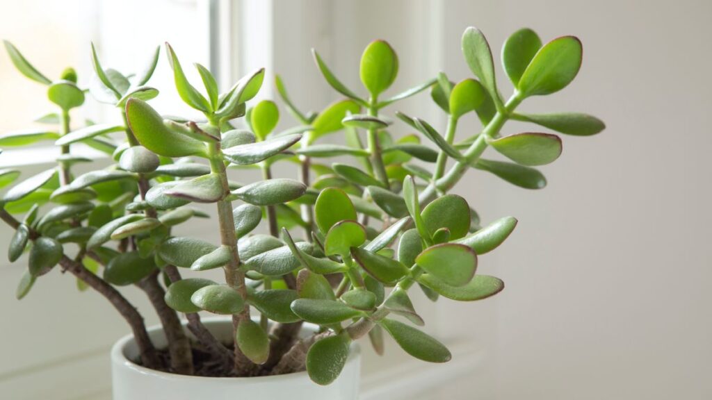 jade plant