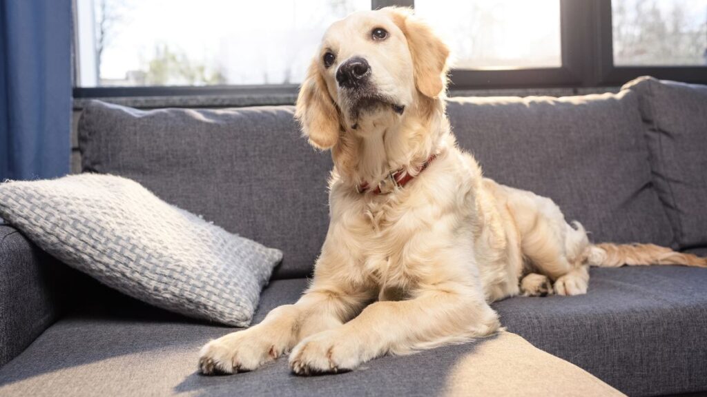 lab dog on couch