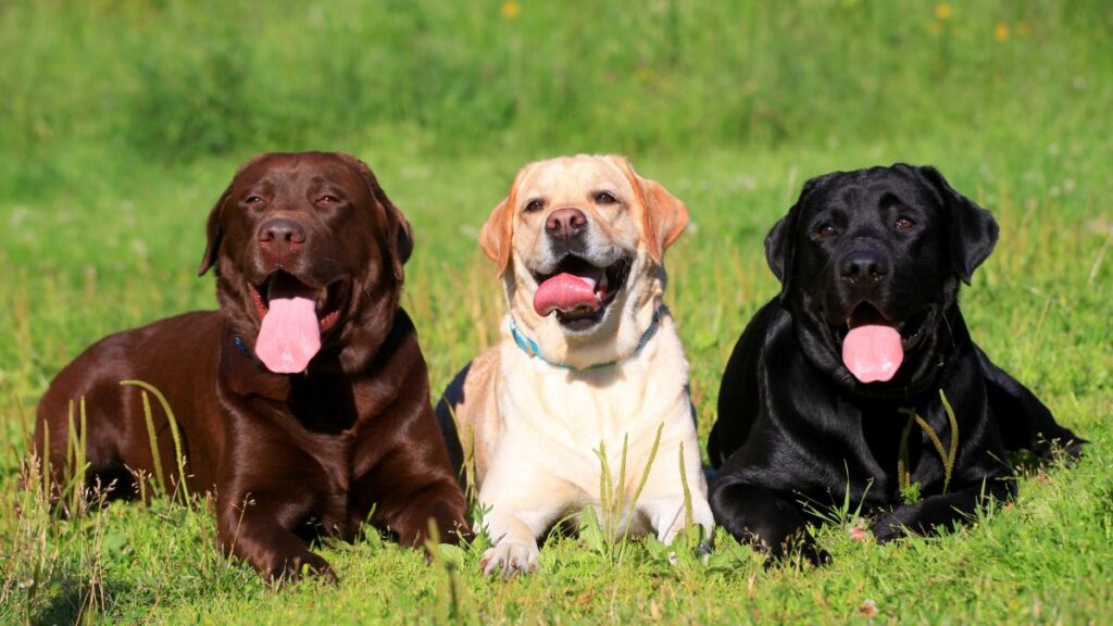 labrador retriever