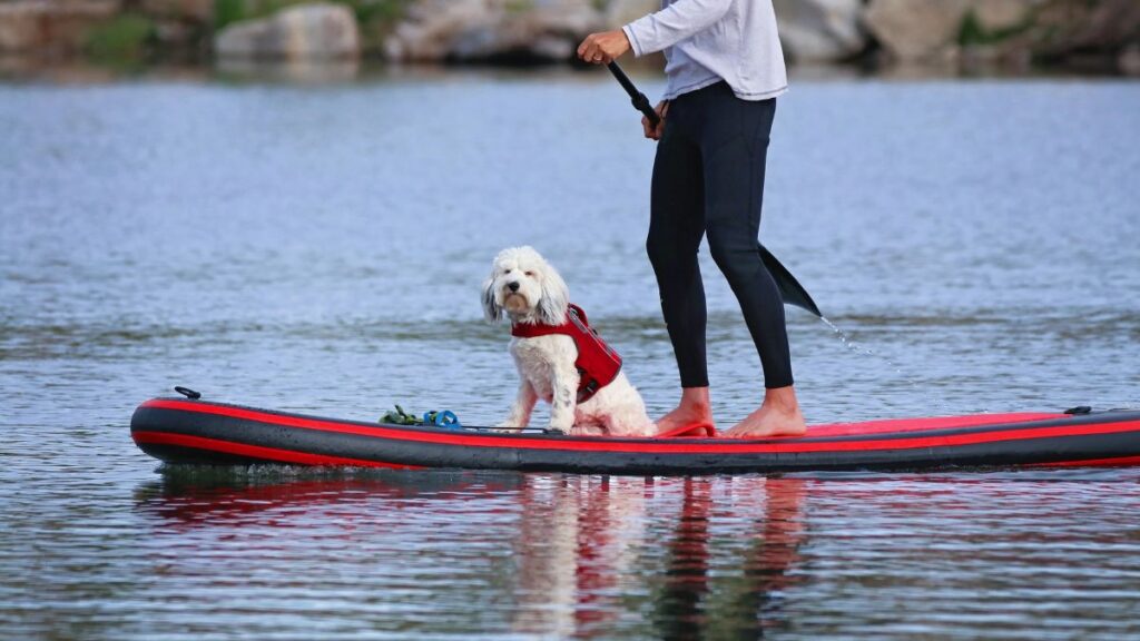 paddle board with dog