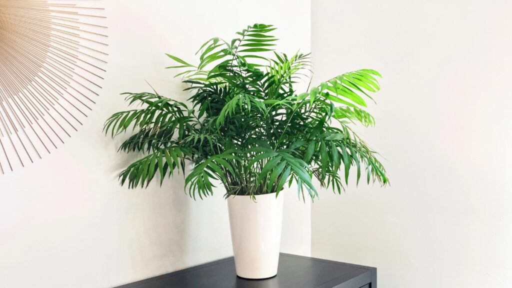 parlor palm