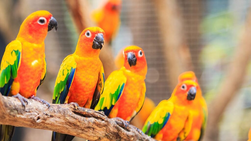 parrots