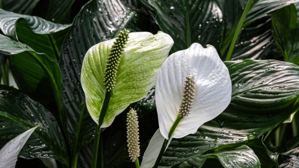 peace lily