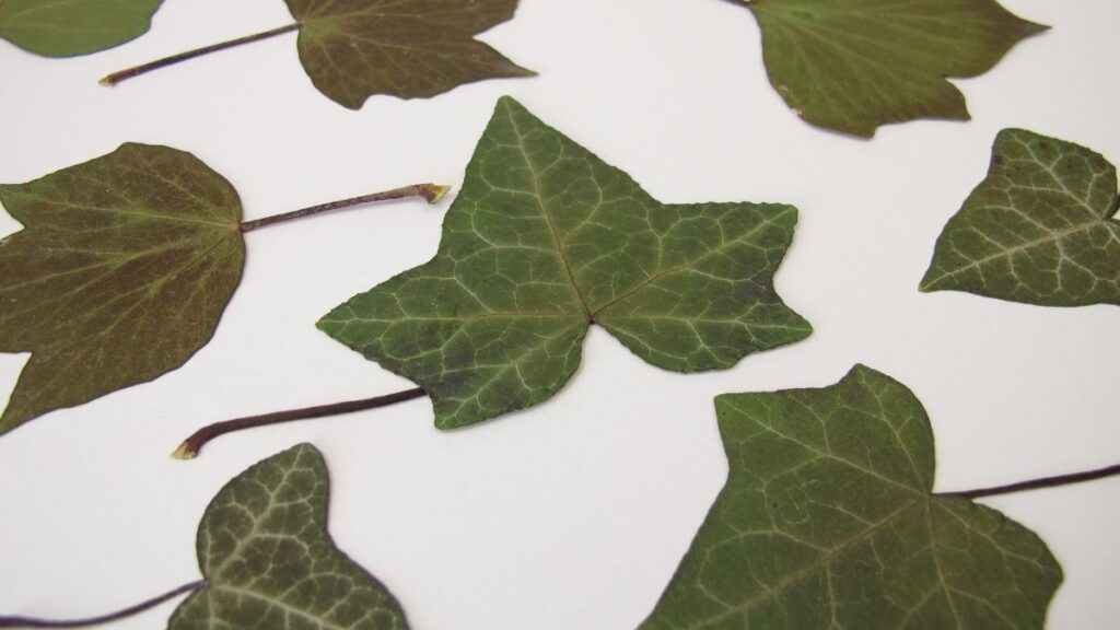 pressed leaves