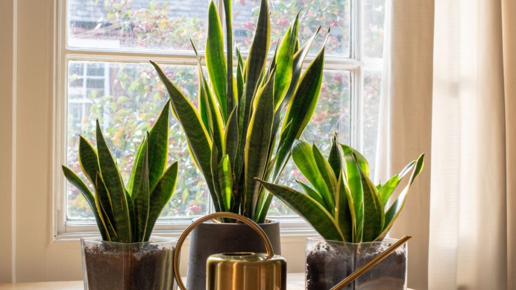 snake plant