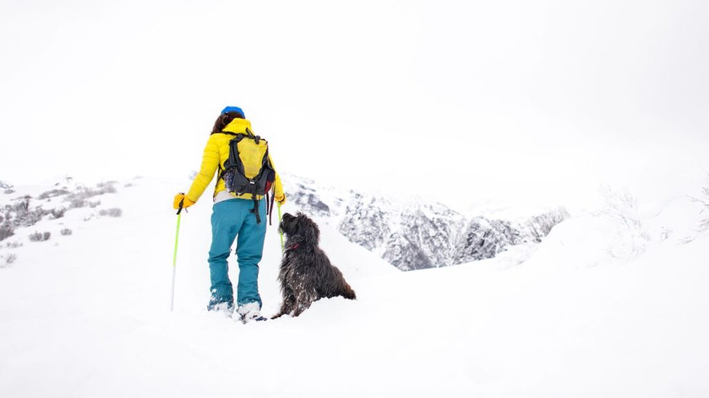 snowshoe with dog