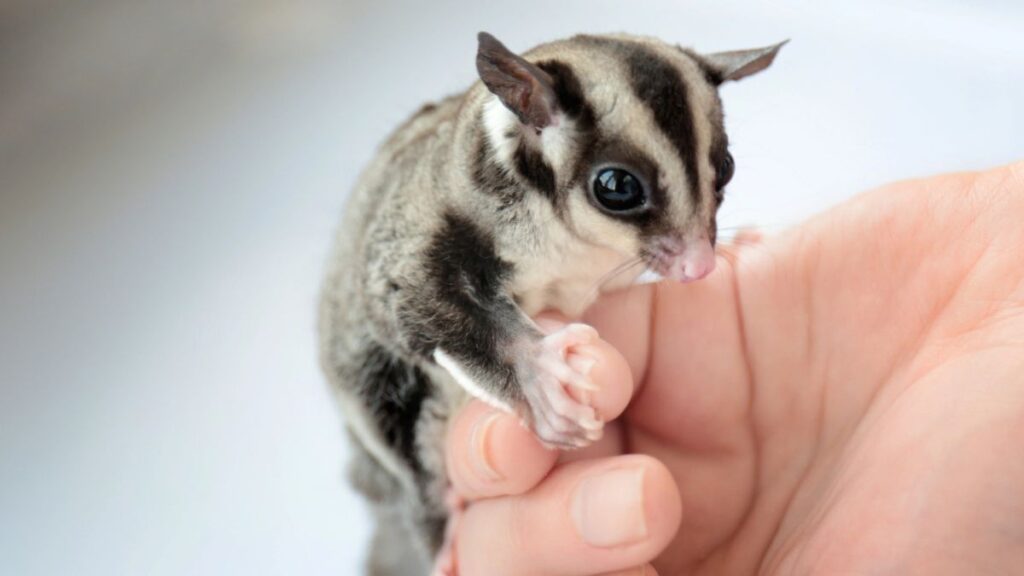 sugar glider