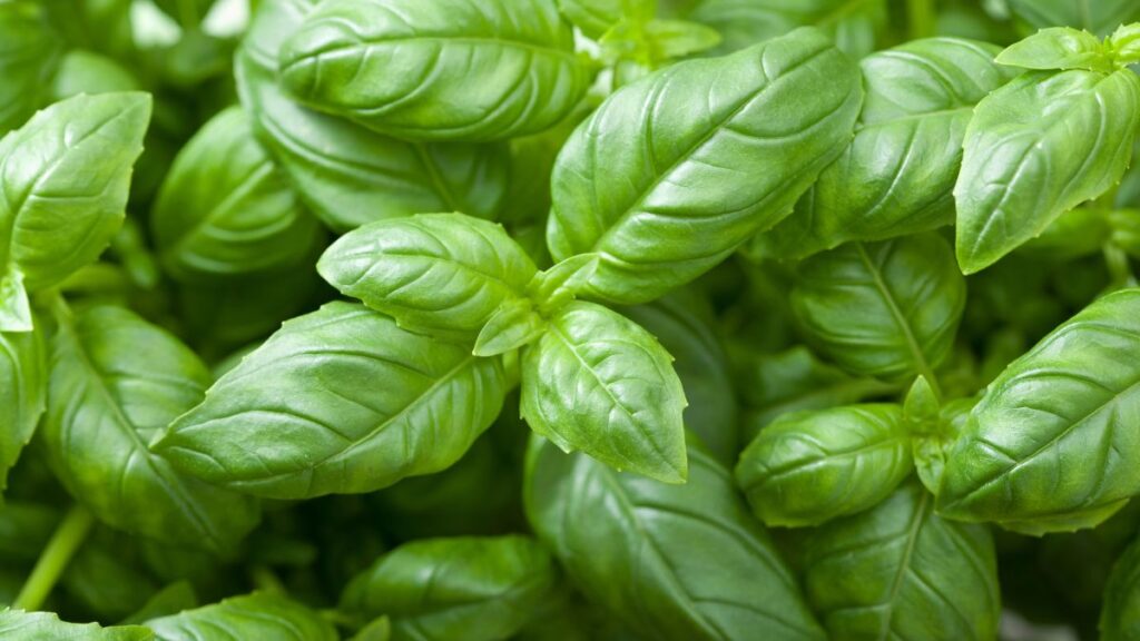 basil