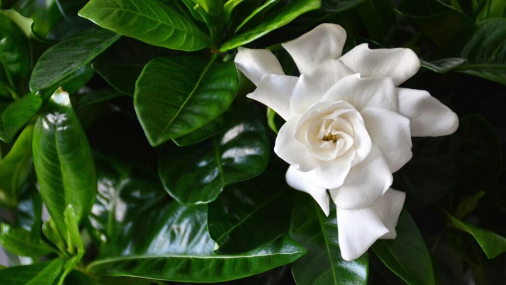 Gardenia