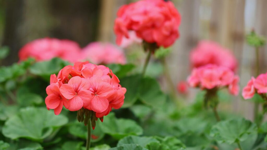 Geranium