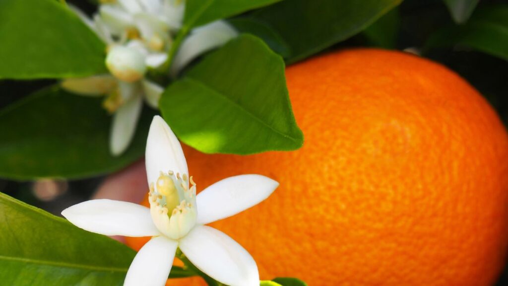 Orange blossom