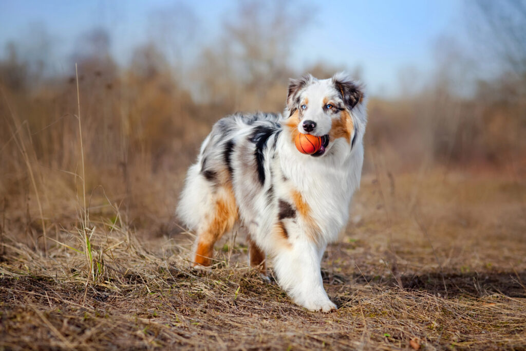 Beautiful Australian Shepherd walking